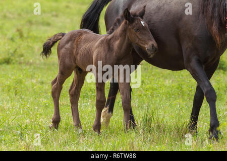 Bella famiglia a cavallo del pascolo Foto Stock