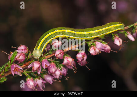 Ginestra Moth caterpillar (Ceramica pisi) alimentazione su heather. Tipperary, Irlanda Foto Stock