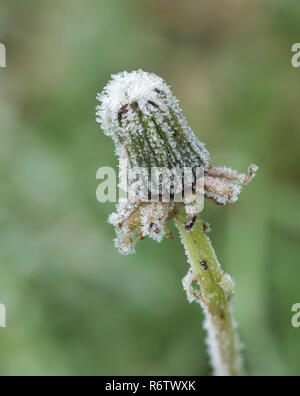 Trasformata per forte gradiente di brina sui fiori di tarassaco testa (Taraxacum vulgaria) . Tipperary, Irlanda Foto Stock