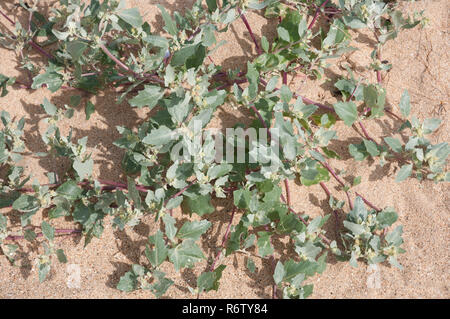 Orache smerigliata(Atriplex laciniata) su una spiaggia in Northumberland, Inghilterra Foto Stock