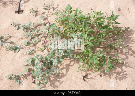 Smerigliati e Spea-lasciava Orache (Atriplex laciniata e Atriplex prostrata) su una spiaggia in Northumberland, Inghilterra Foto Stock