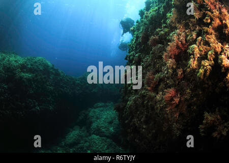 Immersioni nel Mare Mediterraneo - Maiorca, SPAGNA Foto Stock