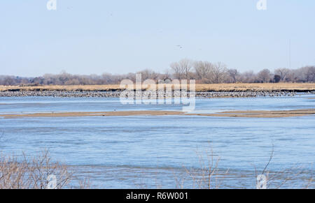 Sandhill gru sul fiume Platte in primavera Foto Stock