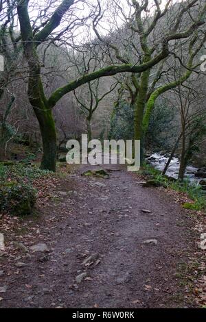 Percorso boschivo lungo la East Lyn fiume sotto una ramificazione Gnarly sfrondato bosco di querce tettoia nel profondo dell'inverno. Parco Nazionale di Exmoor, Devon, Regno Unito. Foto Stock