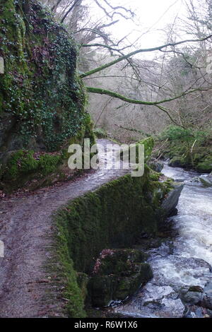 Percorso boschivo lungo la East Lyn fiume sotto una ramificazione Gnarly sfrondato bosco di querce tettoia nel profondo dell'inverno. Parco Nazionale di Exmoor, Devon, Regno Unito. Foto Stock
