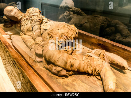 Una mummia egiziana circa 2300 A.C. reclinabile in un espositore a Michael C. Carlos Museum alla Emory University, Luglio 8, 2014, ad Atlanta, Georgia. Foto Stock
