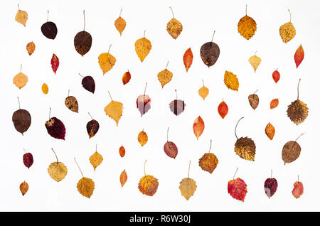 Collage da varie caduto foglie di autunno su bianco Foto Stock