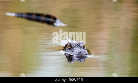 Un molto curioso baby coccodrillo americano (Alligator Mississippiensis) nuota verso di me dopo mi stendo sul bordo dell'acqua che lui e i suoi fratelli germani c Foto Stock