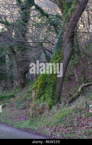 Percorso boschivo lungo la East Lyn fiume sotto una ramificazione Gnarly sfrondato bosco di querce tettoia nel profondo dell'inverno. Parco Nazionale di Exmoor, Devon, Regno Unito. Foto Stock