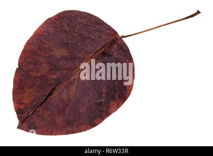 Il marcio autumn leaf di pear tree isolato Foto Stock