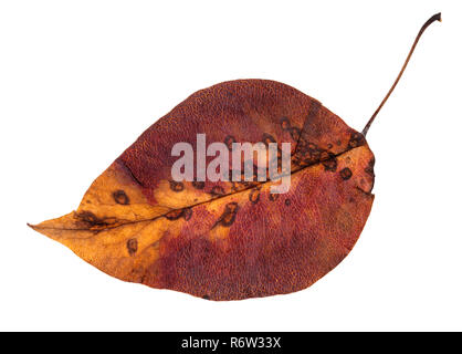 Colorato autunno marcio foglia di mela albero isolato Foto Stock