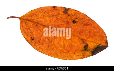 Autunno foglia marci di malus albero isolato Foto Stock