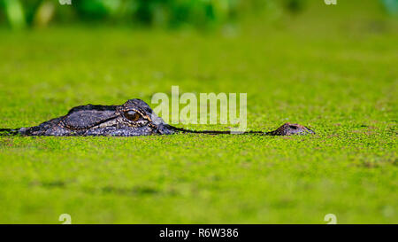 Un coccodrillo americano (Alligator Mississippiensis) lentamente scivola attraverso il muschio coperto lago a Brazos Bend State Park, Texas, Stati Uniti d'America. Foto Stock