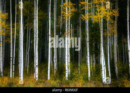 Le linee bianche e golden aspen foglie sono un bel contrasto nella luce della sera. Foto Stock