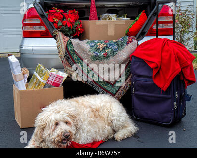 Tronco di auto pranzo per viaggiare durante le vacanze di Natale. Riempito con i bagagli, doni, poinsettias e altro ancora. Grande cane bianco attende pazientemente. Foto Stock