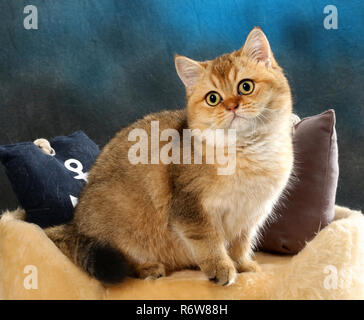 Scottish diritta, Nero Dorato spuntata, seduto su un cuscino Foto Stock