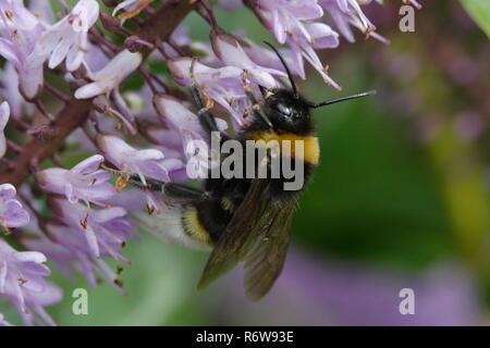 Bumble Bee invertito su un buddleia con uno scenario di vegetazione Foto Stock