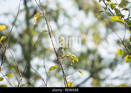 La struttura eurasiatica passeri (Passer montanus) Foto Stock