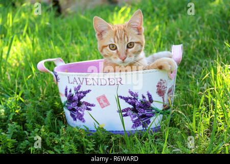 I giovani lo zenzero cat, 3 mese vecchio seduto in una pentola floreale Foto Stock