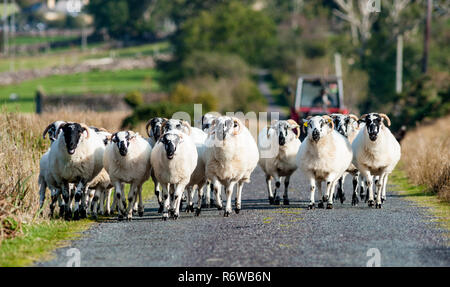 Allevamento di ovini a camminare su una piccola strada rurale della contea di Kerry, Irlanda Foto Stock