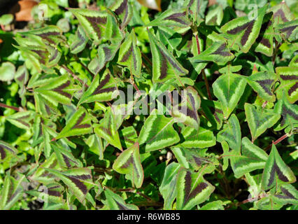 Persicaria runcinata viola fantasia Foto Stock