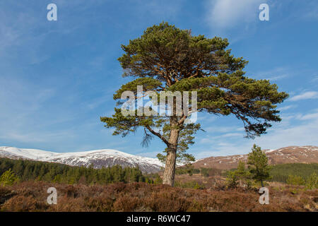 Nativo di solitario di pino silvestre (Pinus sylvestris) in Glen Affric in inverno, Inverness-shire, Highlands scozzesi, Highland, Scotland, Regno Unito Foto Stock