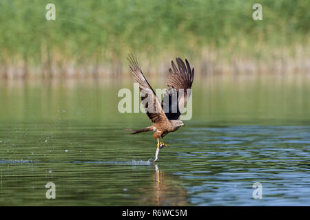 Nibbio bruno (Milvus migrans) per la cattura di pesce in volo dalla superficie dell' acqua del lago in estate Foto Stock