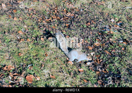 Wild orientale scoiattolo grigio in inverno Foto Stock