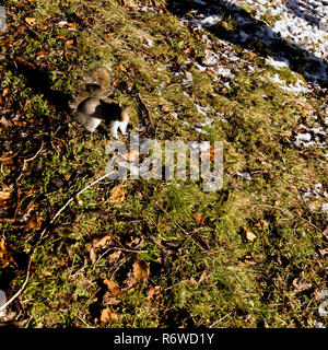 Wild orientale scoiattolo grigio in inverno sospeso su un ramo Foto Stock