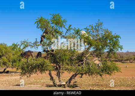 Capre pascolano in una struttura ad albero di argan vicino a Essaouira, Marocco Foto Stock