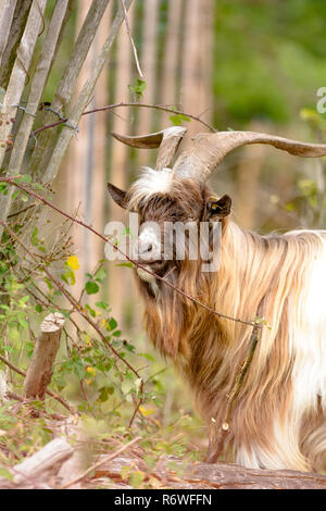 Capre sono a mangiare le foglie in una foresta Foto Stock