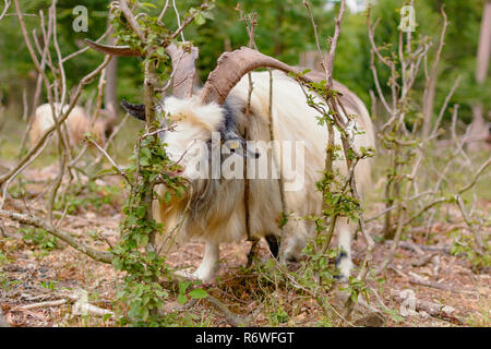 Capre sono a mangiare le foglie in una foresta Foto Stock