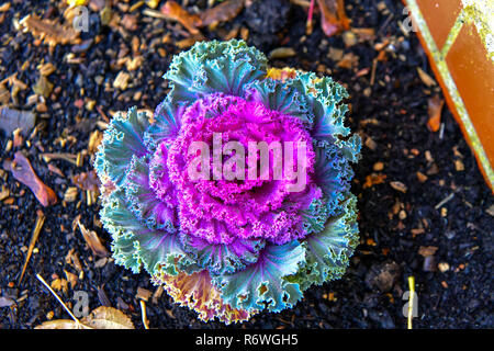 Quartiere di Newmarket, Regno Unito. I colori autunnali, giardini, foglie, alberi, meteo, fiori, Foto Stock