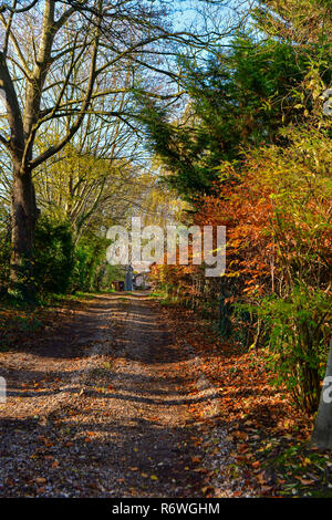 Quartiere di Newmarket, Regno Unito. I colori autunnali, giardini, foglie, alberi, meteo, fiori, Foto Stock