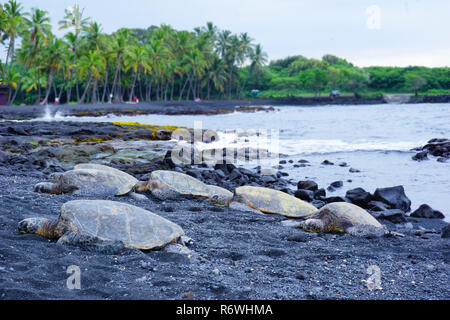 Punalu'u spiaggia di sabbia nera, tartarughe sulla spiaggia, Hawaii, la Big Island Foto Stock