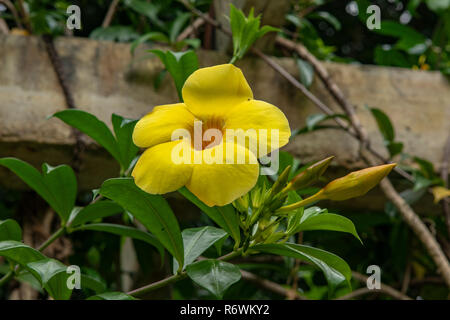 L'Allamanda cathartica, Golden tromba, Kandy, Sri Lanka Foto Stock