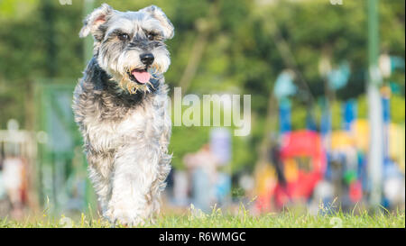 Felice miniaturizzato, CUCCIOLO SCHNAUZER in esecuzione con un bel colore di sfondo Foto Stock