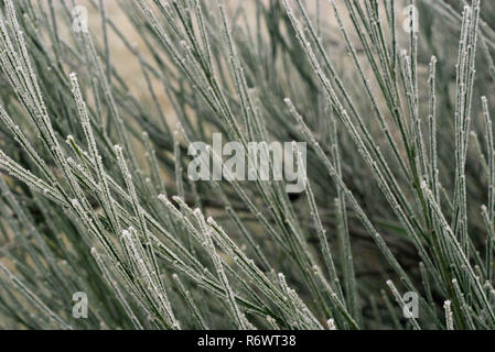 Scopa comune pianta ramoscelli ricoperta di brina macro Foto Stock