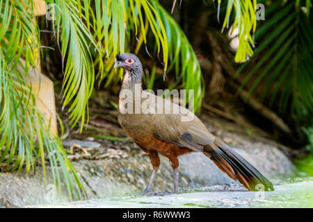 L'uccello endemico, Rufous-panciuto Chachalaca (Ortalis wagleri) di vegetazione in Messico Foto Stock