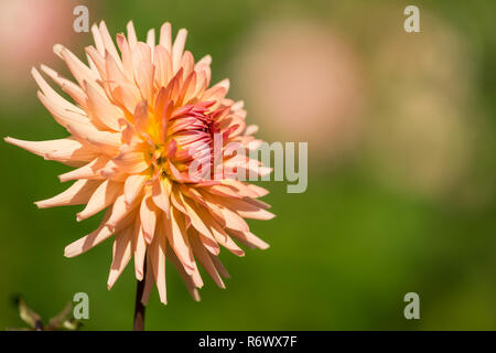 Close-up di un rosa Semi Cactus Dahlia (Asteraceae) Fiore nella luce del mattino. Foto Stock