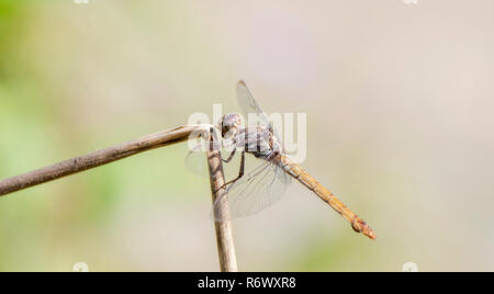 Bella e luminosa Roseate viola (Skimmer Orthemis ferruginea) arroccato su legno essiccato in tropicale Punta de Mita, Nayarit, Messico Foto Stock