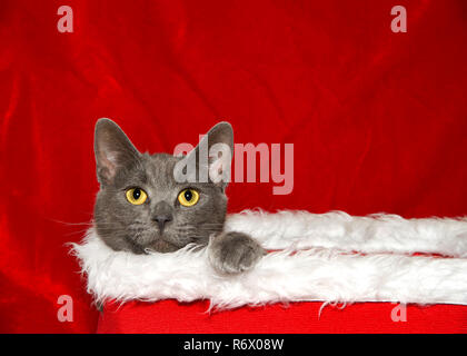 Ritratto di un piccolo adorabile cucciolo grigio peaking al di fuori di un tessuto rosso cesto bianco con fodera di pelliccia, paw sopra il bordo. Tema Natale con copia spazio. Foto Stock