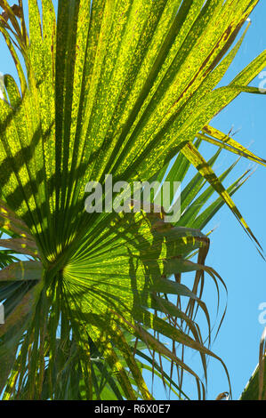 Primo piano di foglie di palma Foto Stock