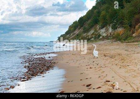 Swan sulla riva del mare, una solitaria Swan è sulla spiaggia sabbiosa di lido del mare Foto Stock