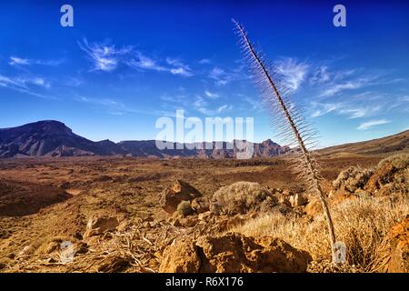 El Parco Nazionale del Teide Foto Stock