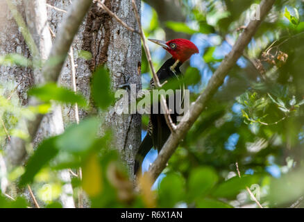 Un rosso brillante maschio crestato-pallido Picchio fatturati (Campephilus guatemalensis) foraggio per i prodotti alimentari su un albero in Punta de Mita, Nayarit, Messico Foto Stock