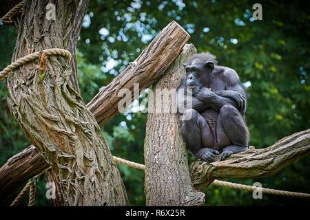 Uno scimpanzé in un parco animale si siede su una struttura ad albero Foto Stock