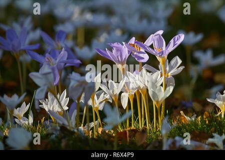 Fiori in breeze Foto Stock