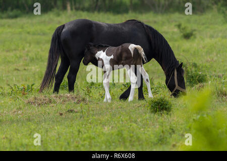 Bella famiglia a cavallo del pascolo Foto Stock