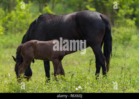 Bella famiglia a cavallo del pascolo Foto Stock